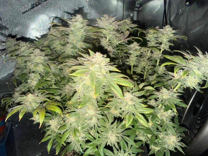 Dirty Unicorn. Week 17