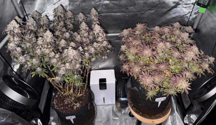 Big Drip. Week 18