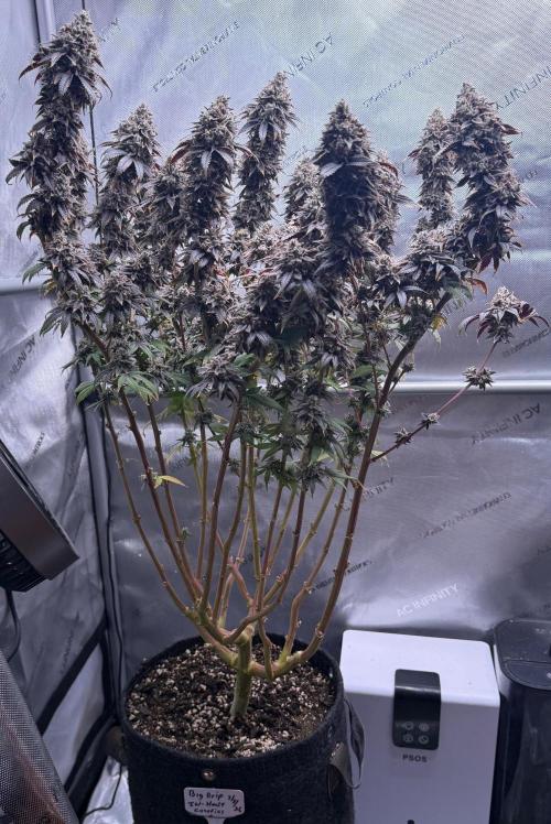 Big Drip. Week 18