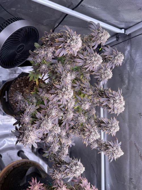 Big Drip. Week 18