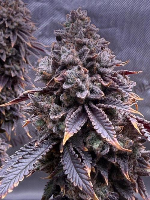 Big Drip. Week 18