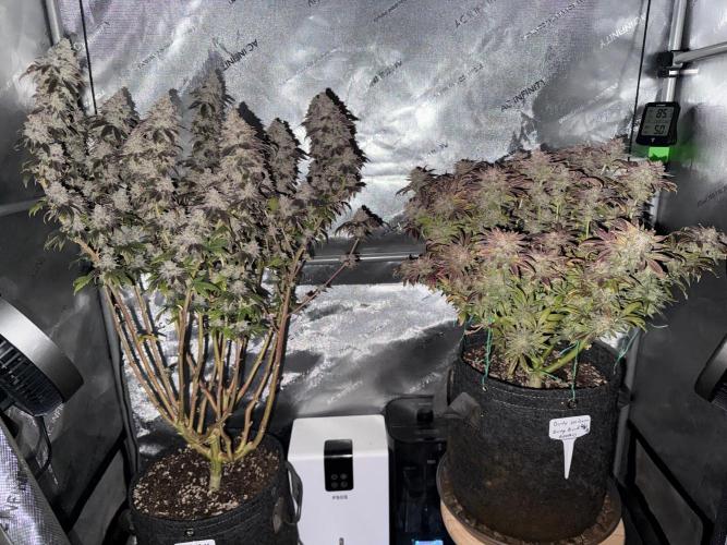Big Drip. Week 18