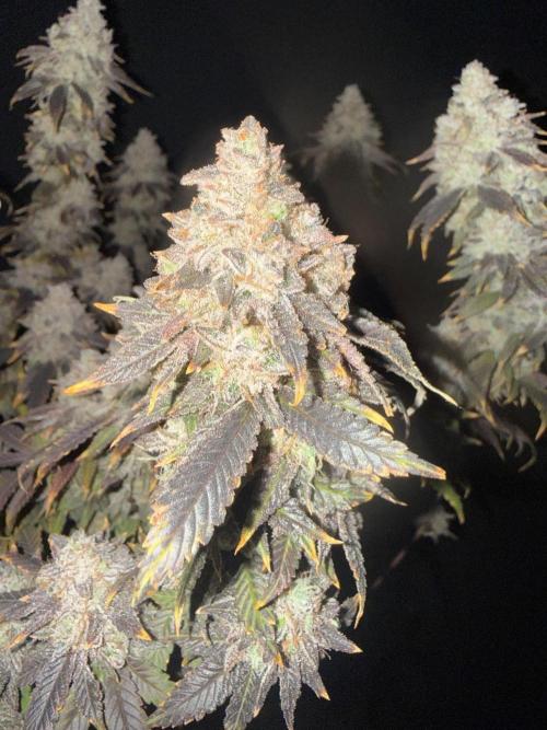 Big Drip. Week 18