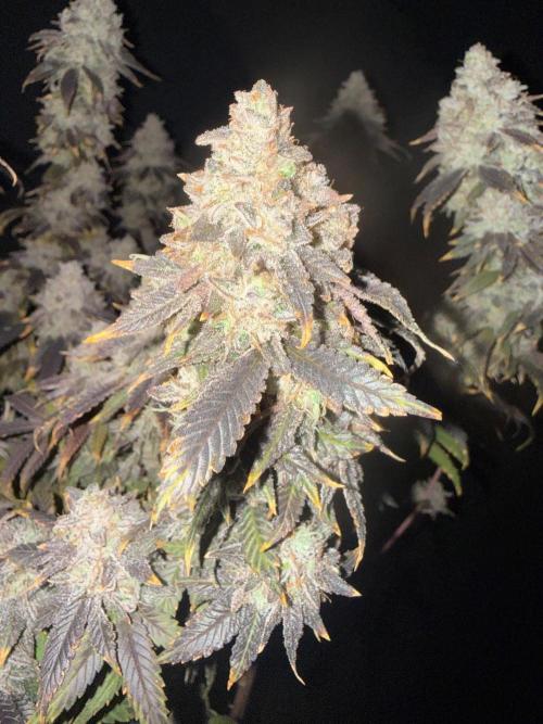Big Drip. Week 18