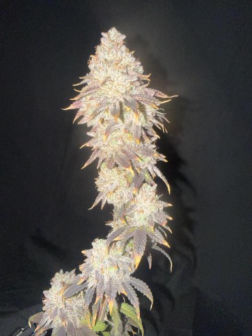 Big Drip. Week 18