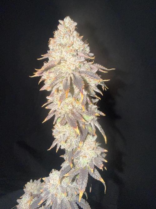 Big Drip. Week 18