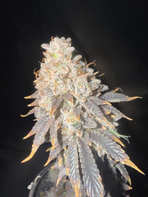 Big Drip. Week 18