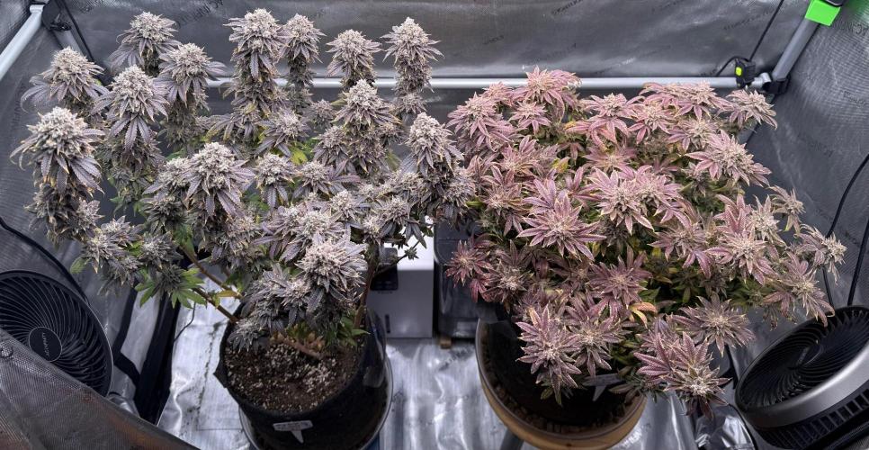 Dirty Unicorn. Week 18