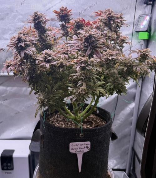 Dirty Unicorn. Week 18