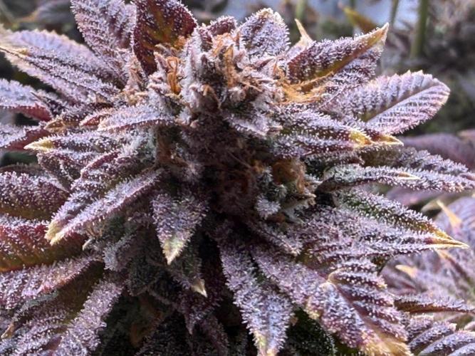 Dirty Unicorn. Week 18