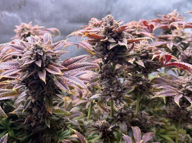 Dirty Unicorn. Week 18