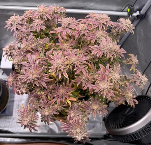 Dirty Unicorn. Week 18