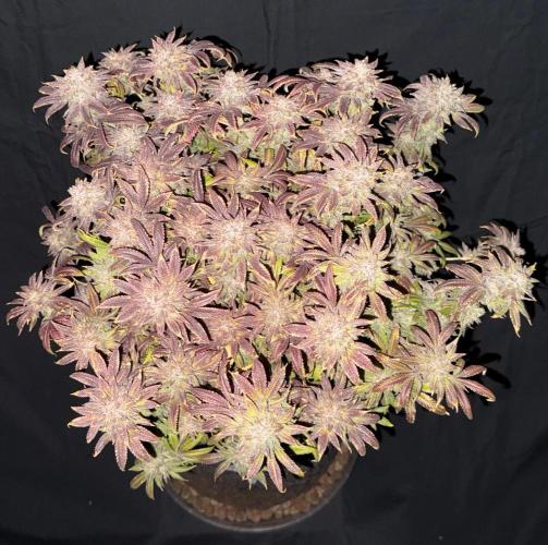 Dirty Unicorn. Week 18