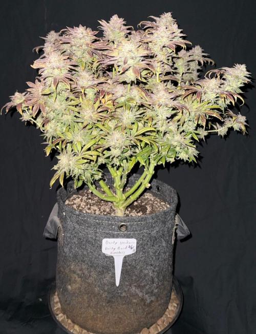 Dirty Unicorn. Week 18