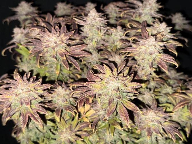Dirty Unicorn. Week 18