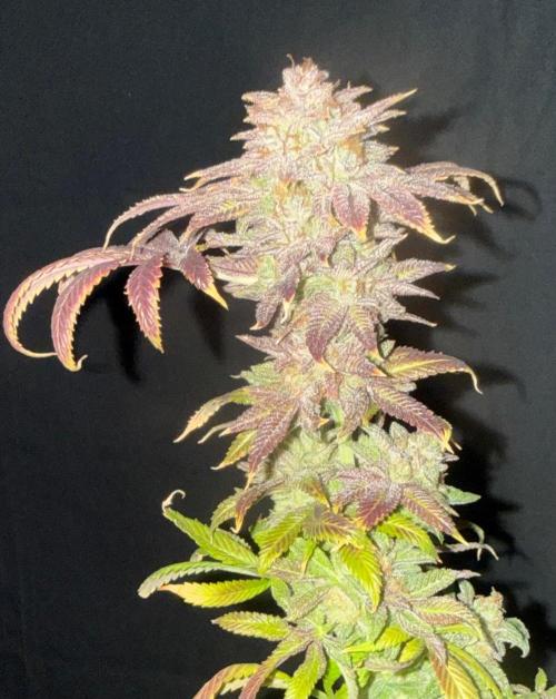 Dirty Unicorn. Week 18