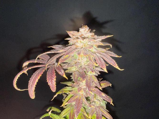 Dirty Unicorn. Week 18