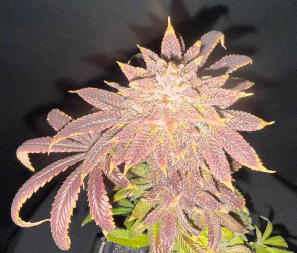 Dirty Unicorn. Week 18