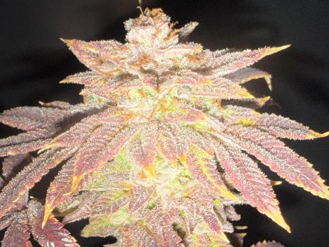 Dirty Unicorn. Week 18