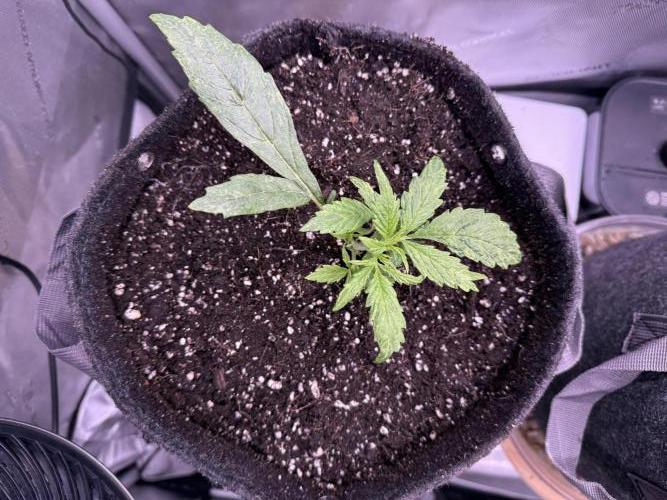 Original Big Bud. Week 3 - Day 16