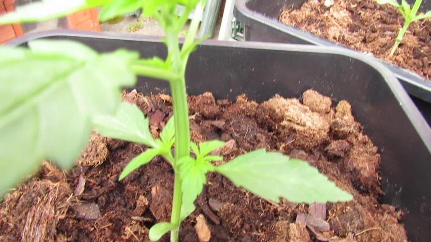 π Its CRITICAL to have some PURPLE FLOWERS FAST! π (CPAS-WSE)