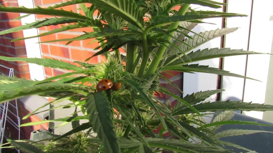 ❤️‍🔥 Its getting Hot in Herre! ❤️‍🔥 (HFOGA-WSE)