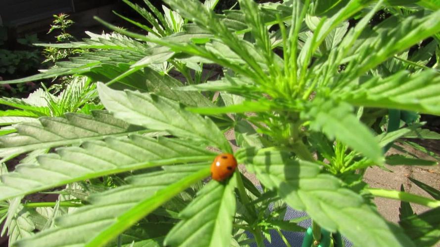 π Its CRITICAL to have some PURPLE FLOWERS FAST! π (CPAS-WSE)