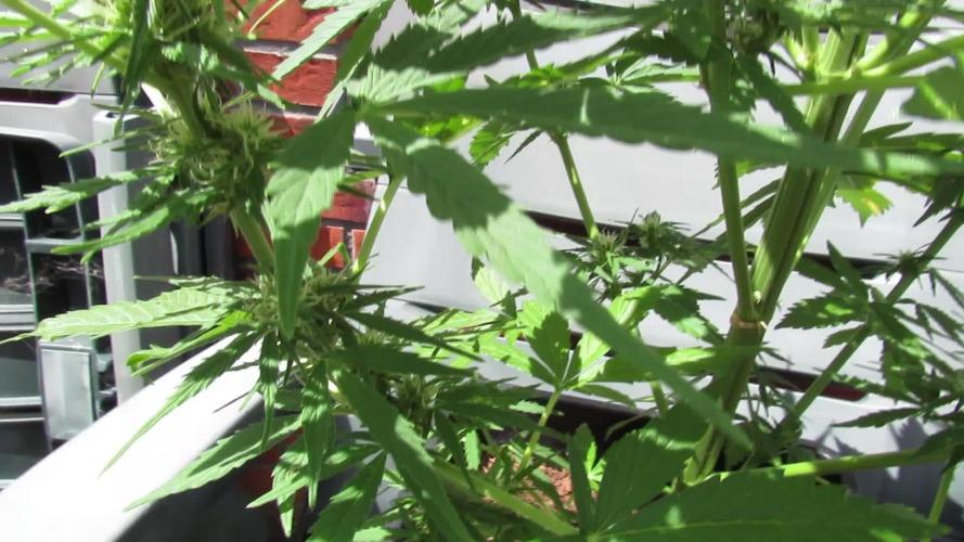 ❤️‍🔥 Its getting Hot in Herre! ❤️‍🔥 (HFOGA-WSE)