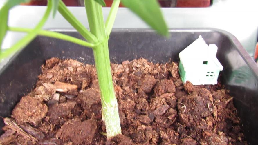 💕Welcome to 🍬THE CANDYSHOP🍭 (ACBXL~DP)💕  Dutch Passion Growing Competition 2025