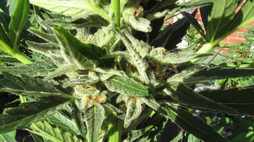 Break-Up Cake Auto from Kannabia