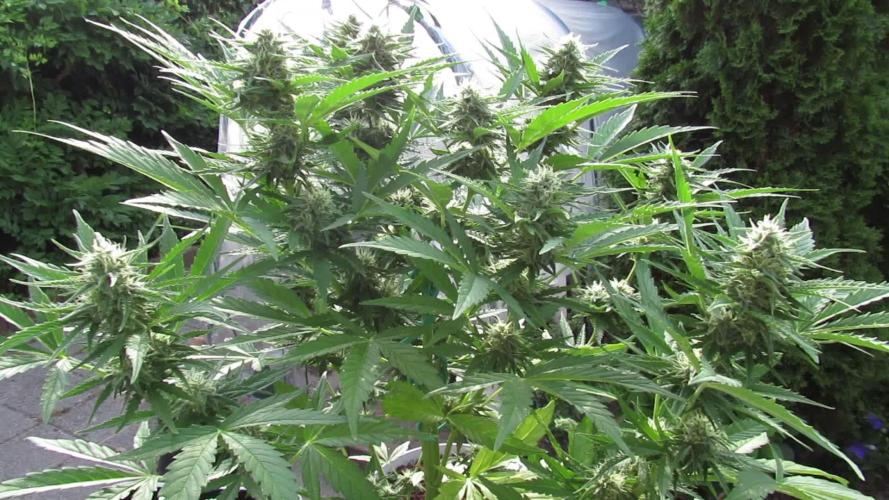 π Its CRITICAL to have some PURPLE FLOWERS FAST! π (CPAS-WSE)