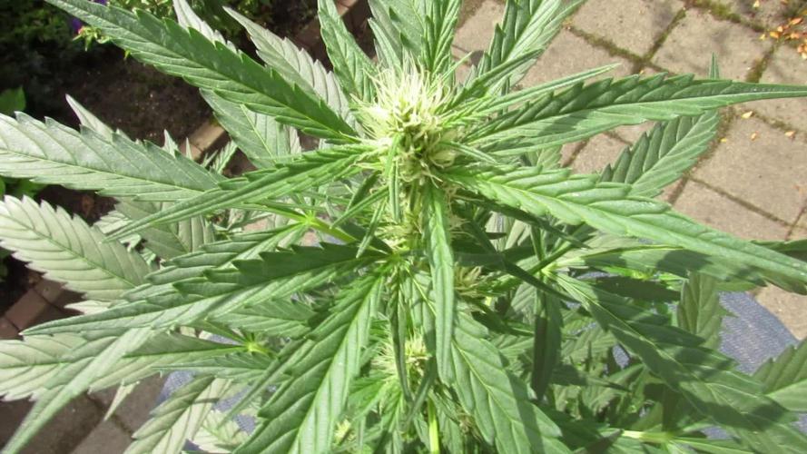 Break-Up Cake Auto from Kannabia