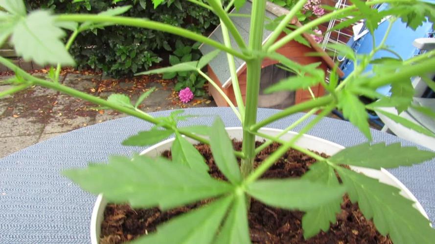 💕Auto MAC 🏆#1🏆!!~DP💕