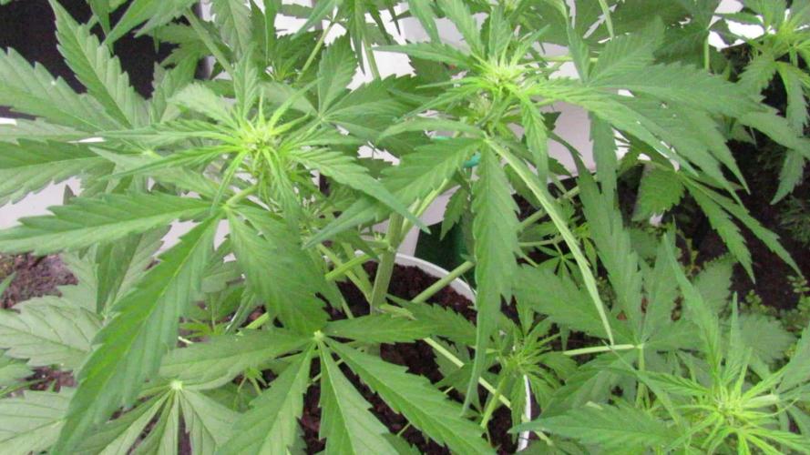 Break-Up Cake Auto from Kannabia