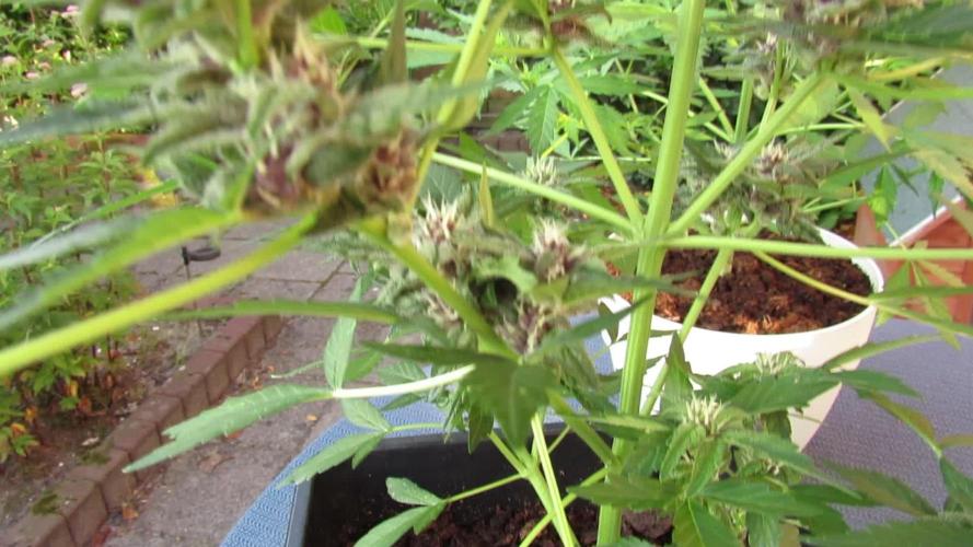 AUTO 🏎️ DIVINE☀️ RAPIER ⚔️