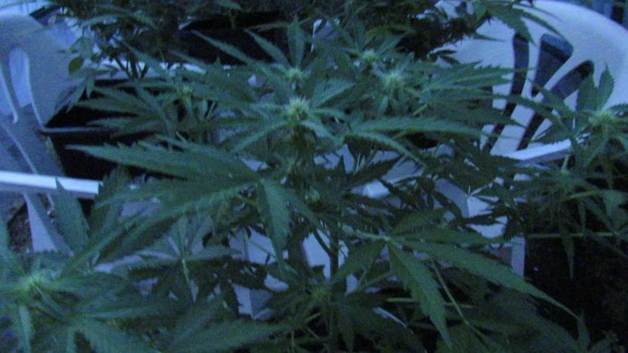 🔥👹Baphomet👹🔥(ABD~DS)👹