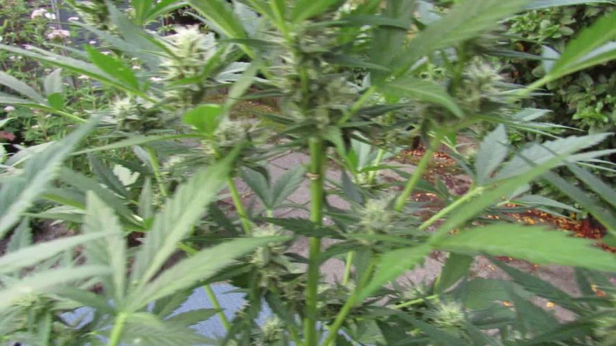 Break-Up Cake Auto from Kannabia