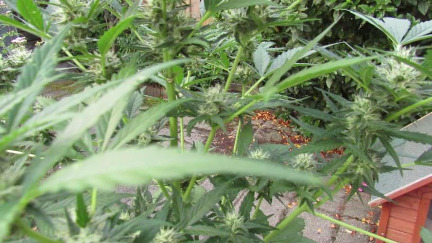 Break-Up Cake Auto from Kannabia