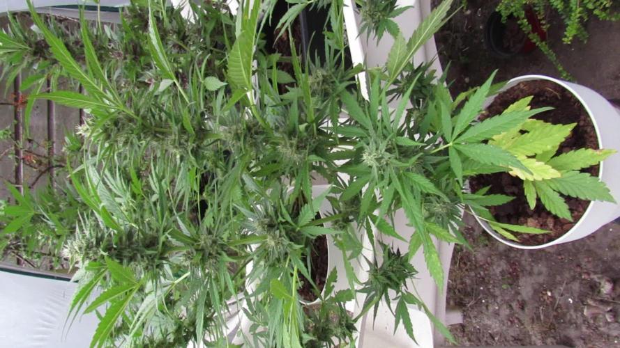 🔥👹Baphomet👹🔥(ABD~DS)👹