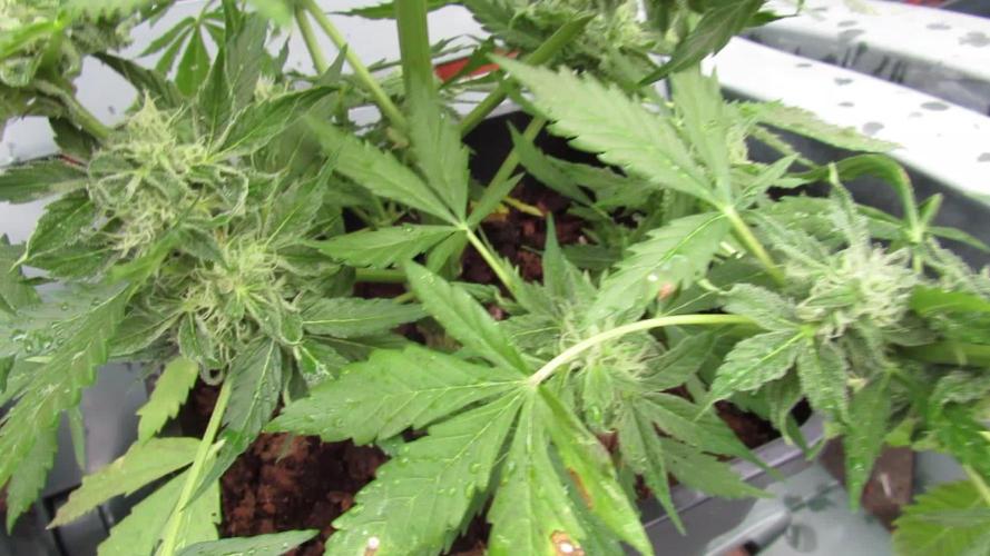 🔥👹BEELZEBUB👹🔥(ABD~DS)👹