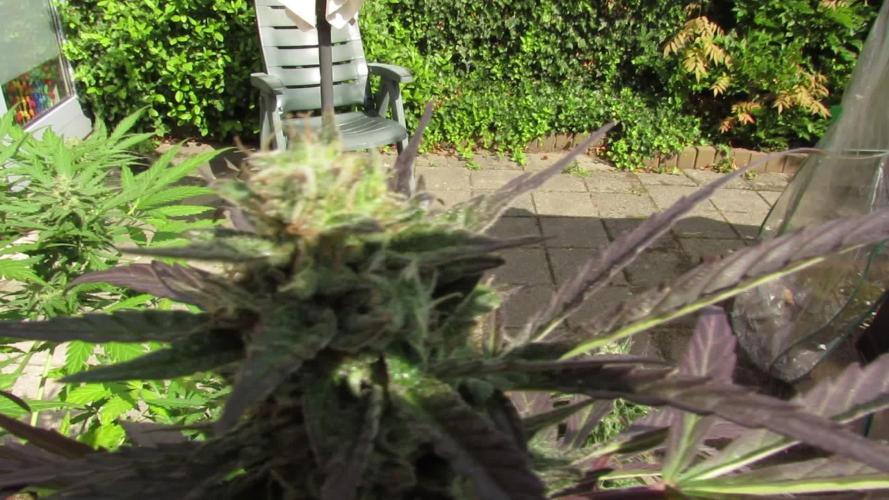 🔥👹Baphomet👹🔥(ABD~DS)👹