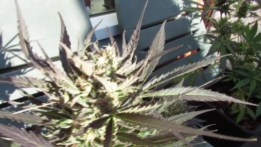 🔥👹BEELZEBUB👹🔥(ABD~DS)👹