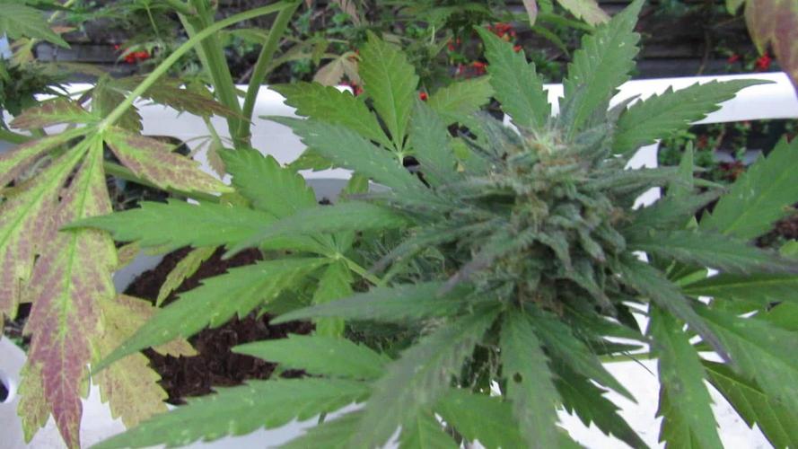 Break-Up Cake Auto from Kannabia