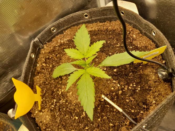 420FastBudsAuto Apple|Ztraw|Cherry. Week 1 - Apple