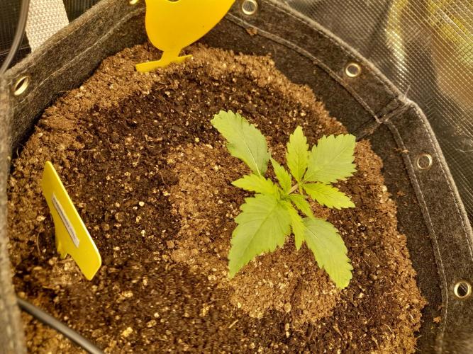 420FastBudsAuto Apple|Ztraw|Cherry. Week 1 - Ztraw 