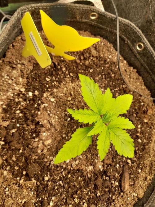 420FastBudsAuto Apple|Ztraw|Cherry. Week 1 - Cherry