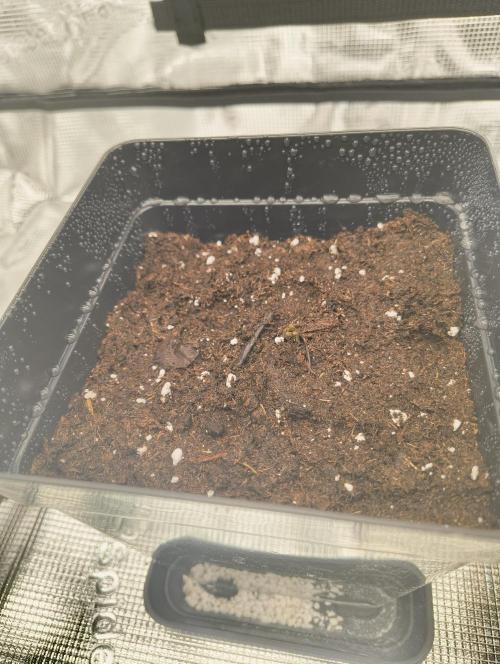 🍋🍊 orange garden. Week 1