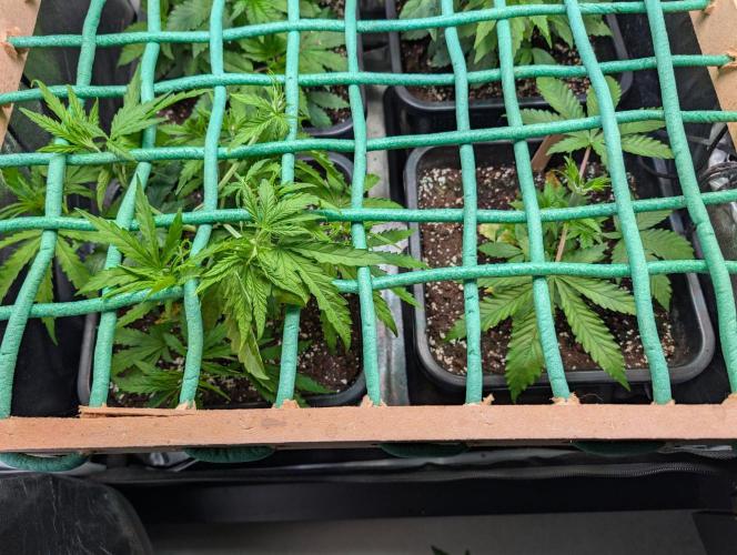 Honduras x Panama, Strawberry Blue. Week 5
