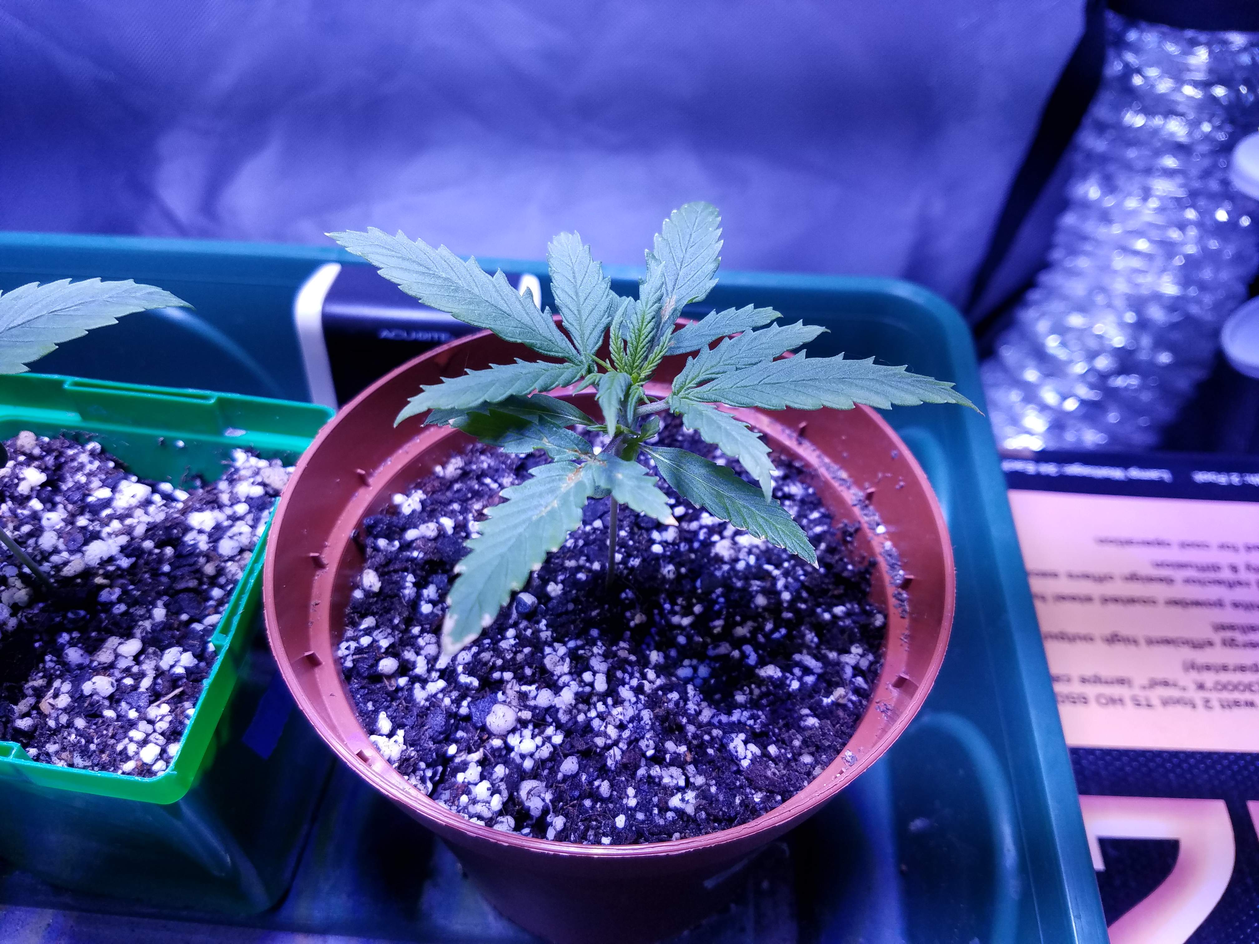 Sweet Seeds Cream Mandarine Auto grow diary (journal) week1 by