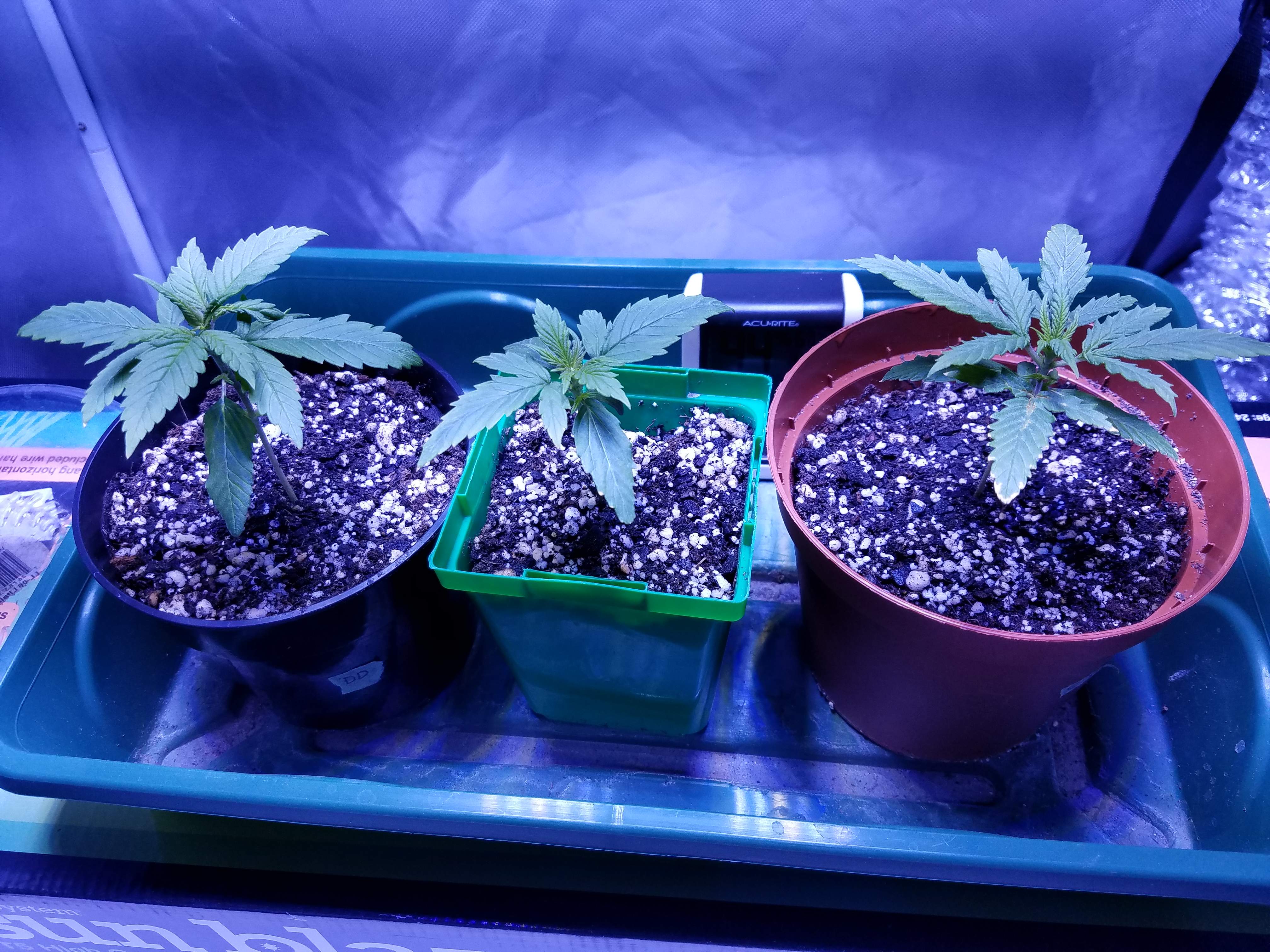 Sweet Seeds Cream Mandarine Auto grow diary (journal) week1 by